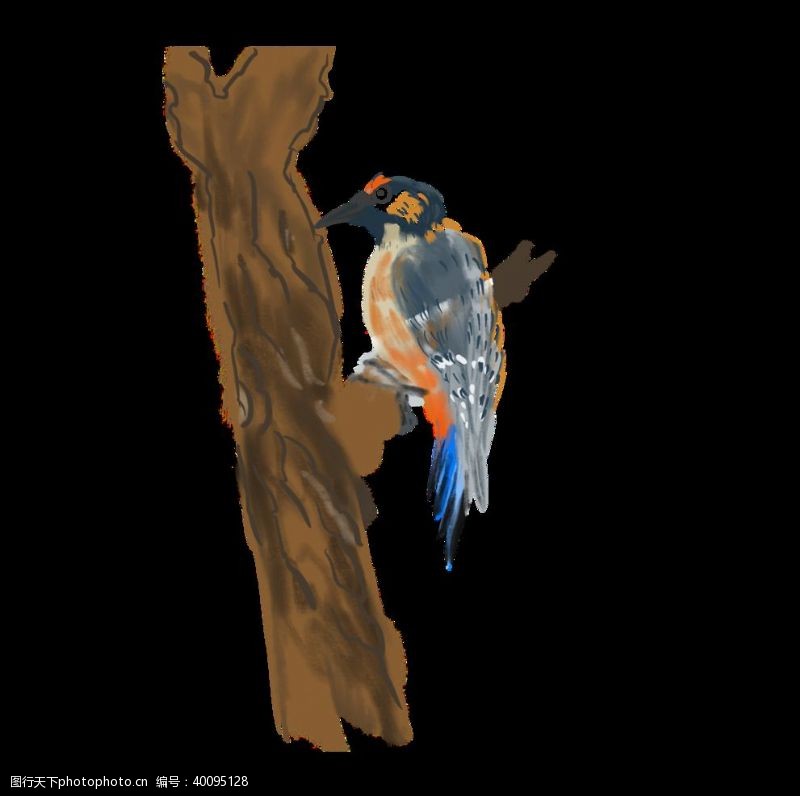 动物小鸟啄木鸟插画图片