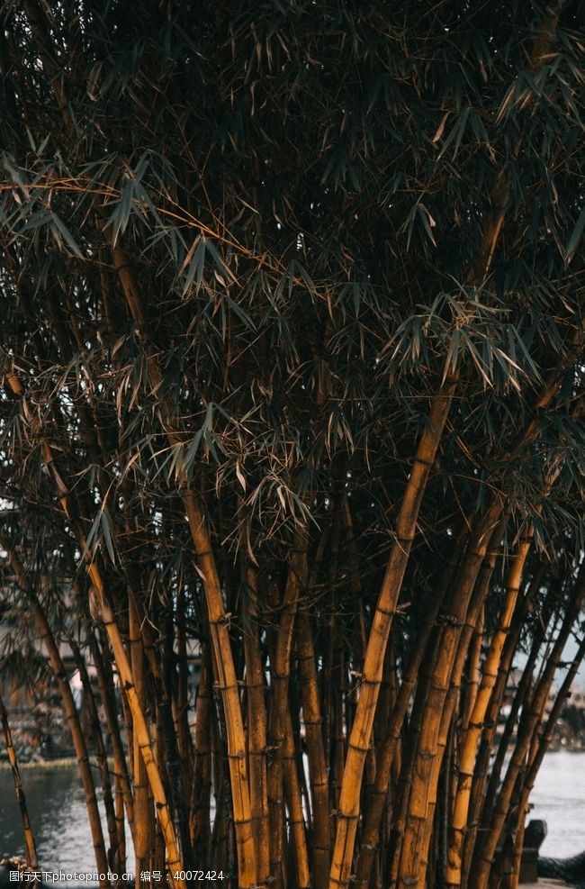 树叶背景竹子图片