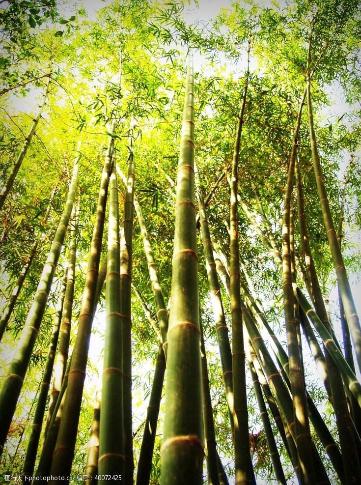 徒步海报竹子图片