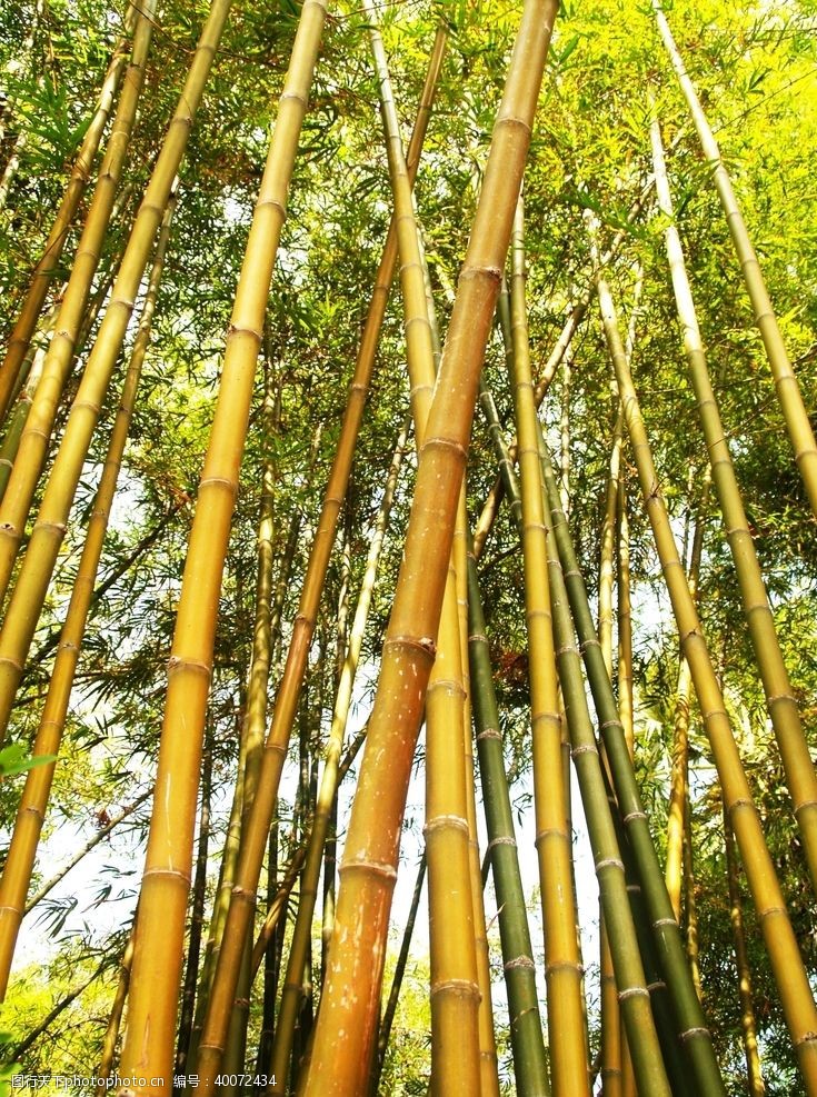 植树节背景竹子图片