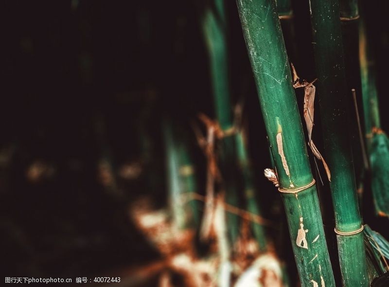 枝干竹子图片