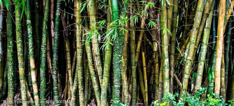 徒步登山竹子图片