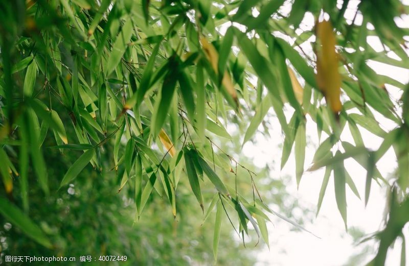 绿色植树节竹子图片
