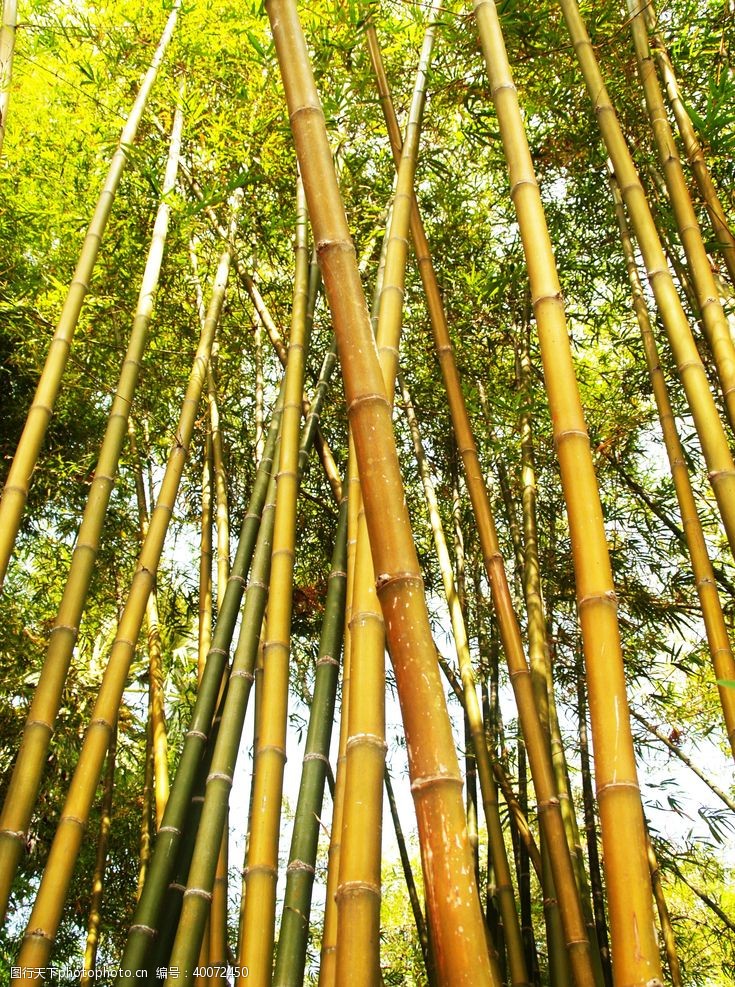 植树节背景竹子图片