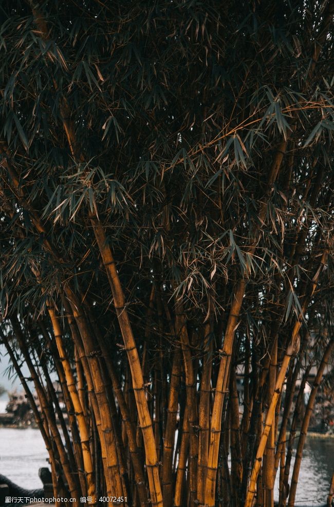 手绘树林竹子图片