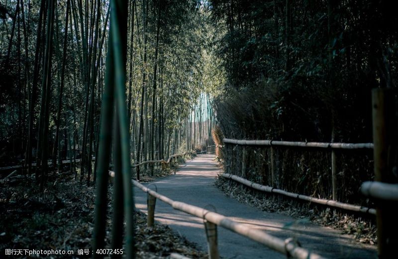 登山竹子图片