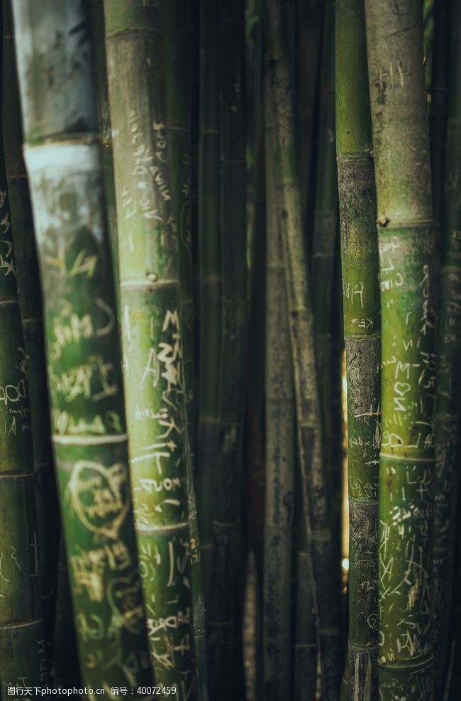 徒步登山竹子图片