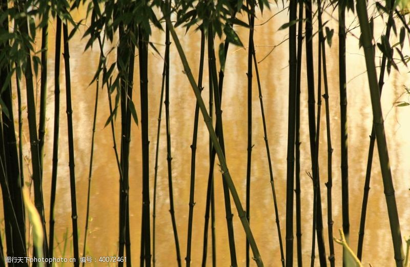 植树节竹子图片
