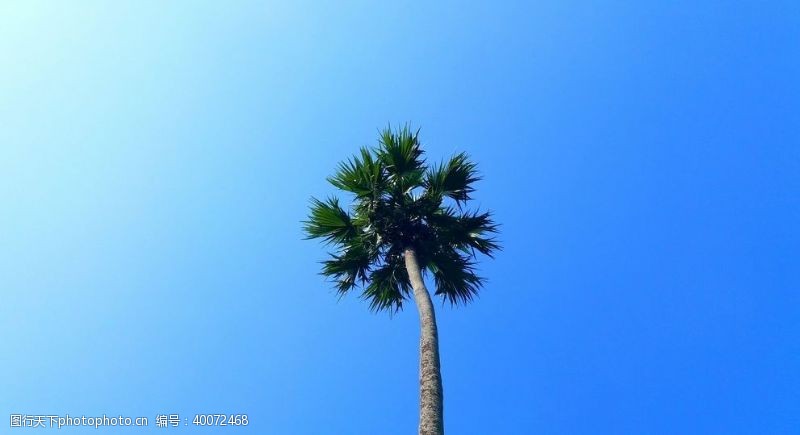 棕树叶棕榈树图片