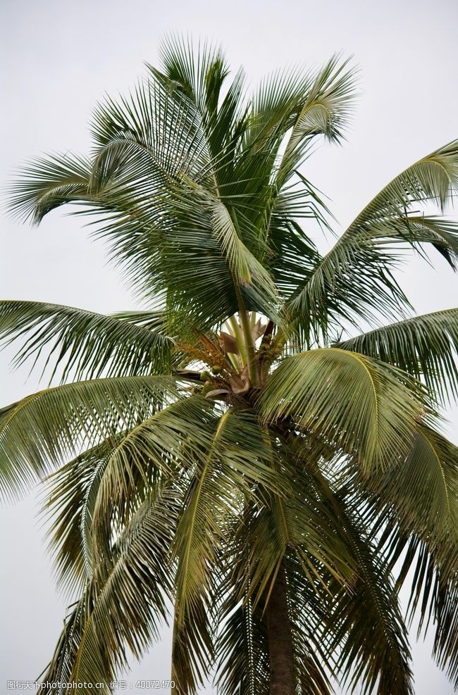 乔木棕榈树图片