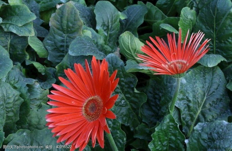 菊菊花非洲菊图片