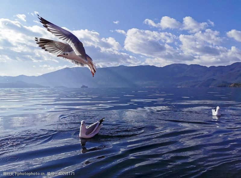蓝色大海海鸥飞翔图片