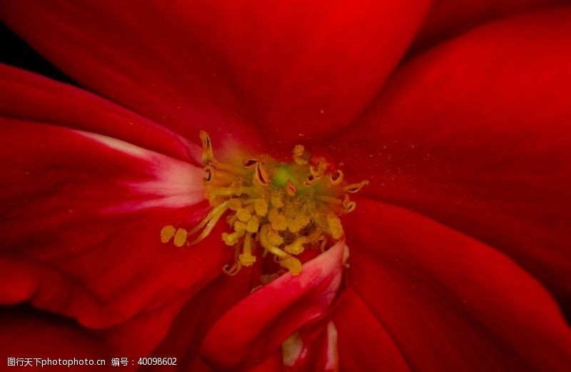 花朵花卉花卉图片