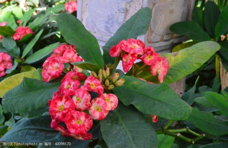 植物虎刺梅图片