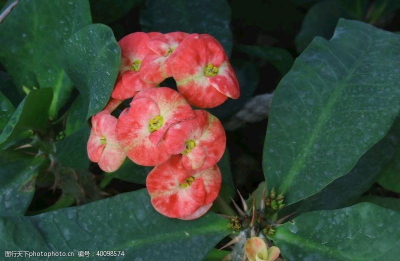 植物虎刺梅图片