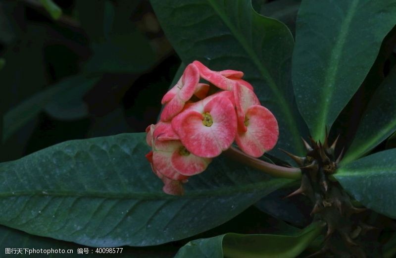 海棠虎刺梅图片