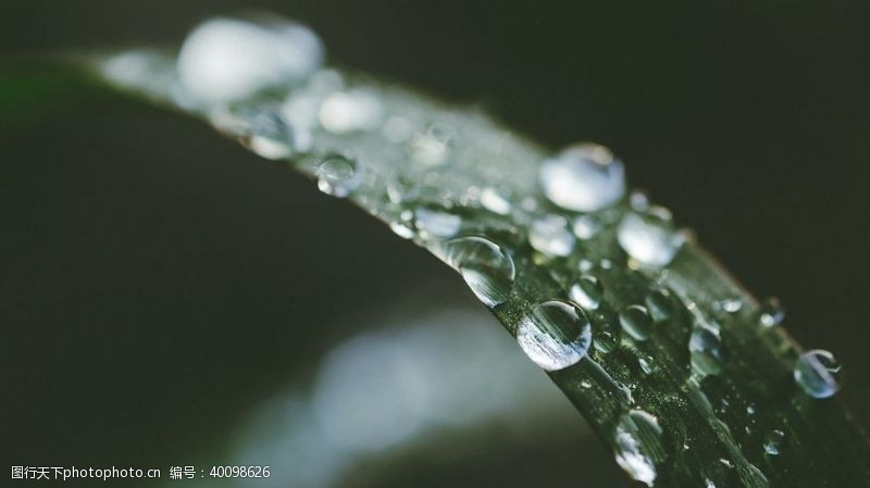 金色植物花纹绿叶图片