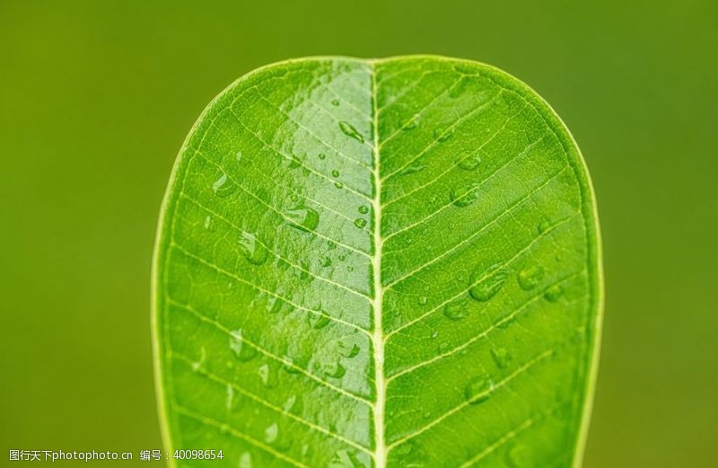 金色植物花纹绿叶图片