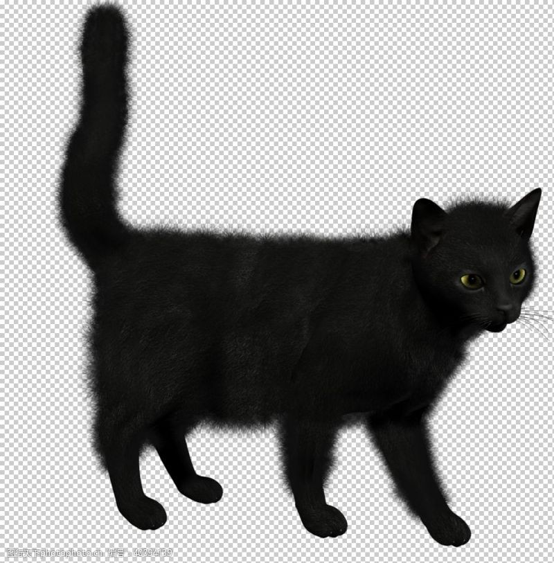 黑猫猫图片