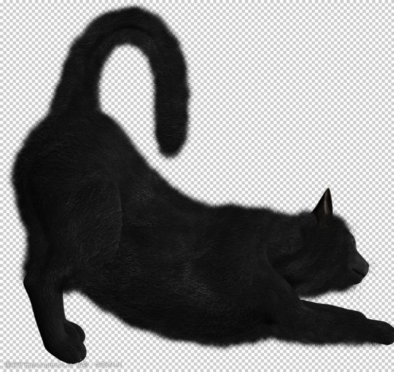 黑猫猫图片