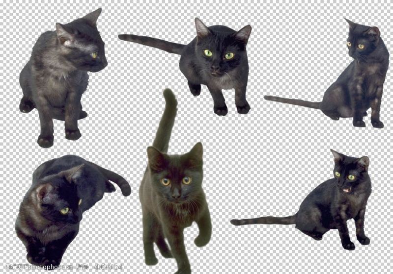 三折猫图片