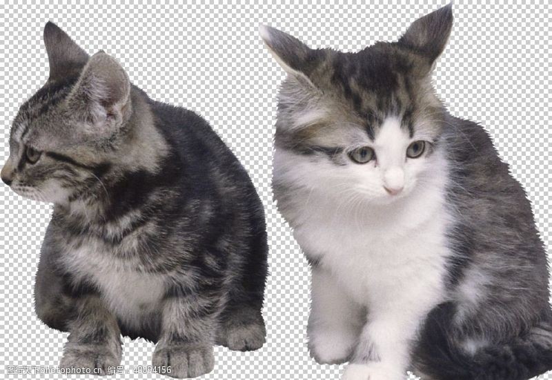 牛奶设计猫图片