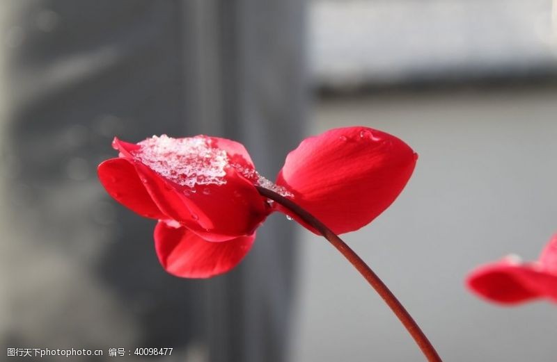 绿美丽的仙客来鲜花图片