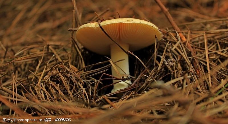 世界美食蘑菇图片