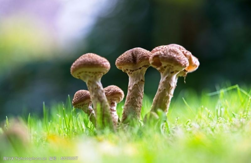 野外蘑菇图片