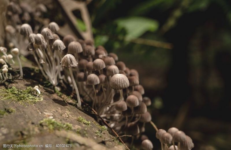 蘑菇饮食蘑菇图片