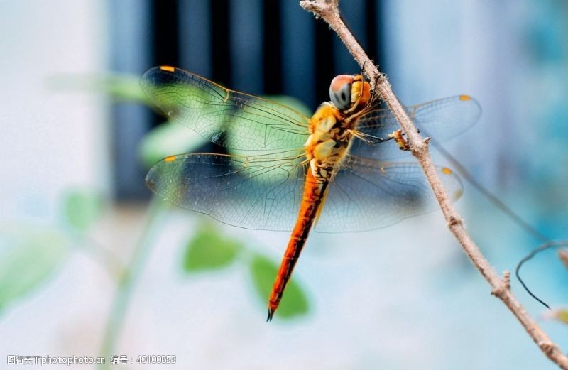 眼影蜻蜓图片