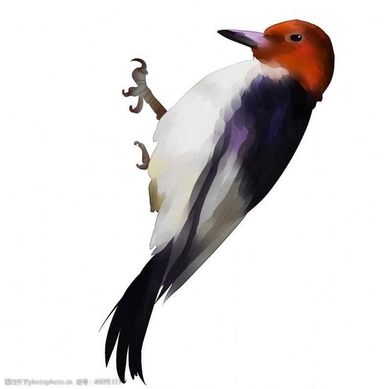 小鸟插图手绘啄木鸟素材图片