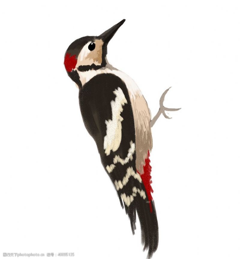 动物形象手绘啄木鸟图片