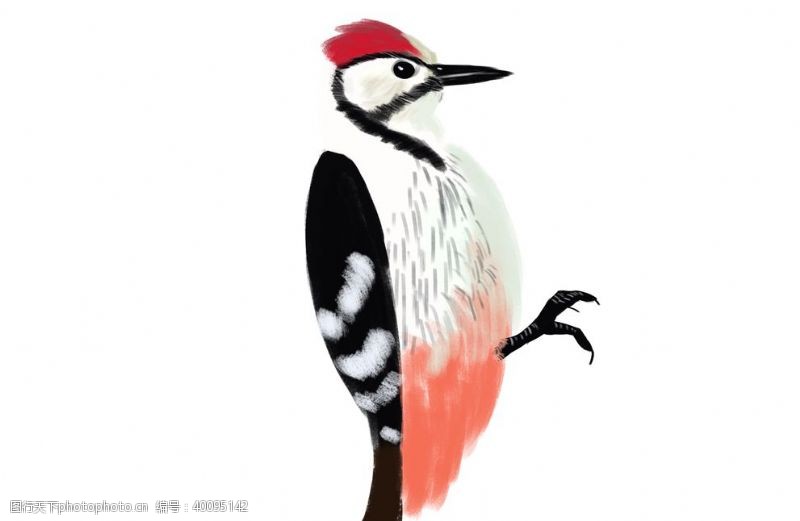 卡通动物印花手绘啄木鸟图片