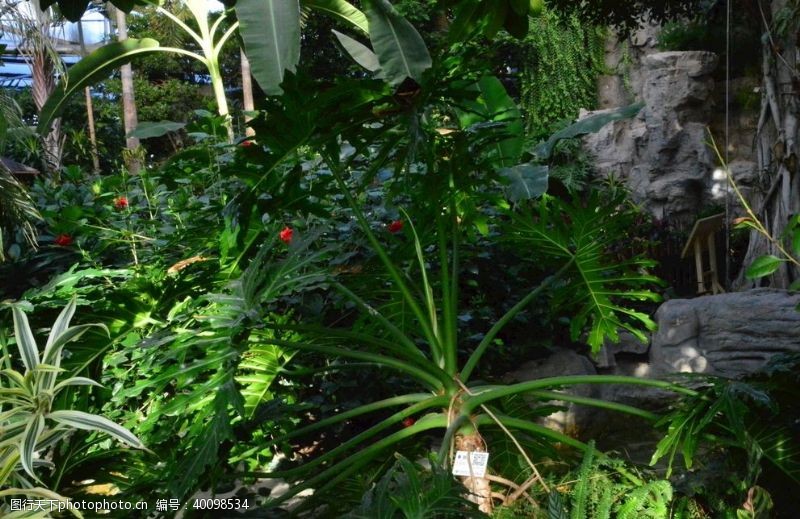 植物温室风景图片
