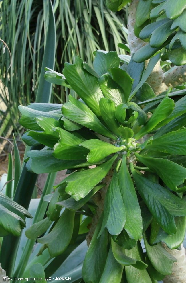 植物温室风景图片