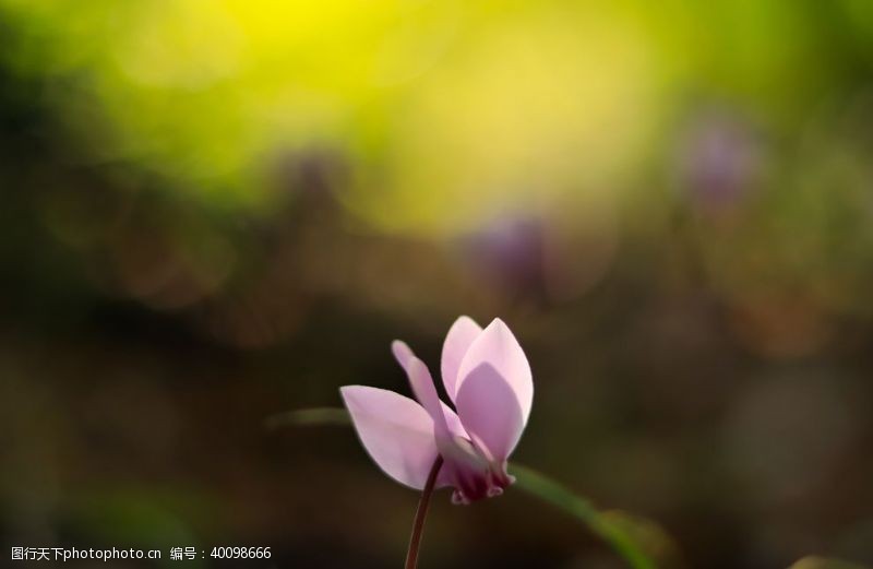 花卉背景仙客来图片