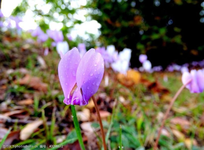 紫色花卉仙客来图片