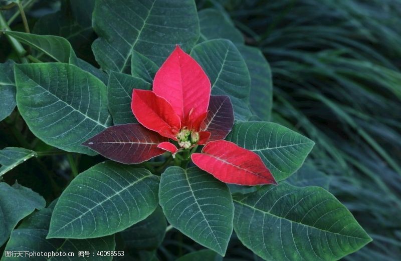 植物一品红图片