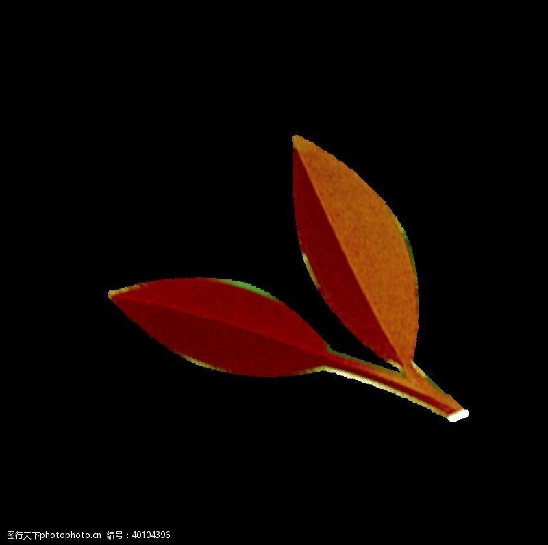 秋季素材植物叶子图片