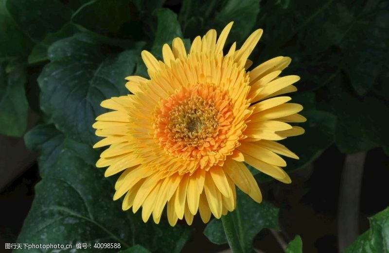 太阳花非洲菊图片