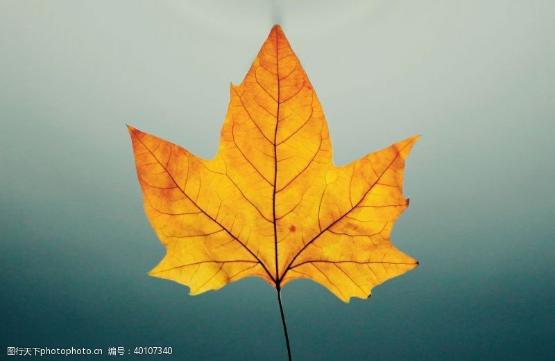 秋天背景枫图片