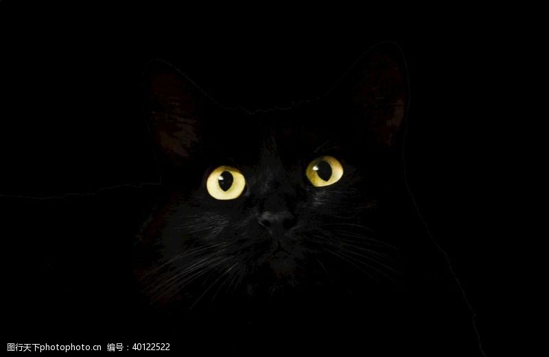 家畜黑色的猫眼睛图片