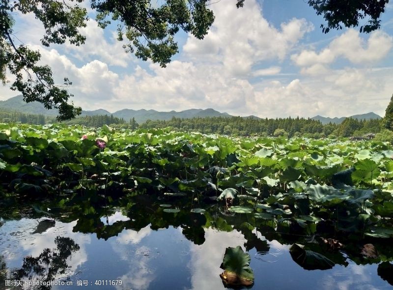 杭州旅游风景图片荷叶图片