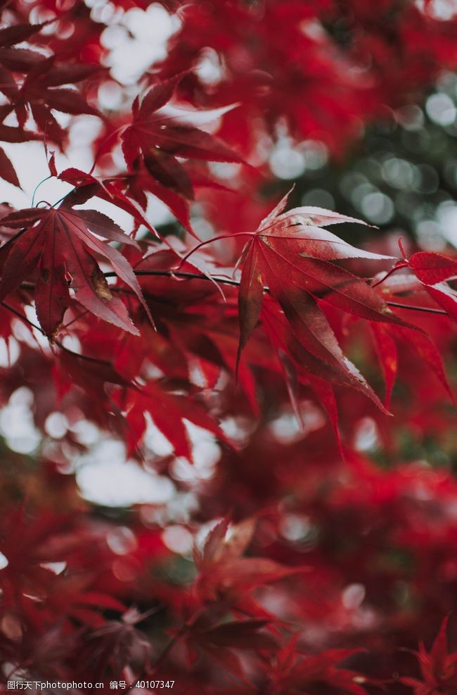 秋天插图红枫图片