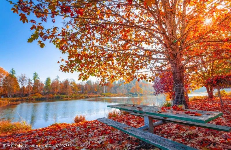 秋季元素红枫图片