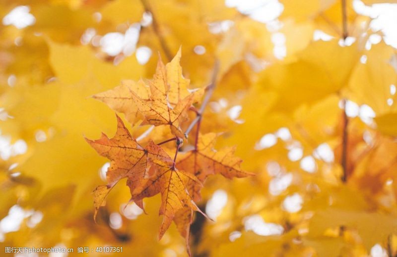 秋季元素红枫图片