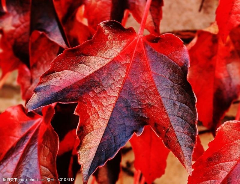 秋天插图红林图片
