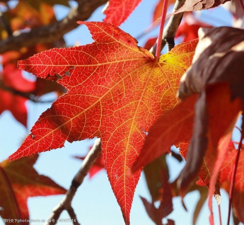 秋季背景红林图片