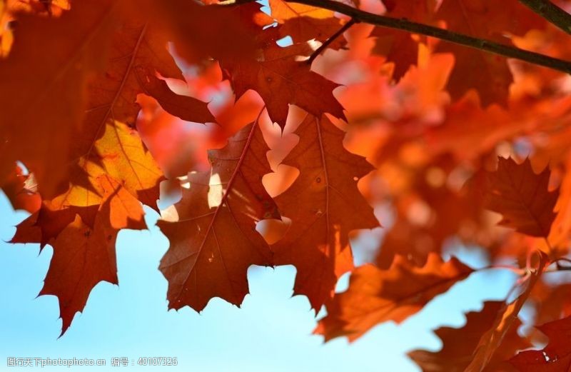 秋天枫林红林图片